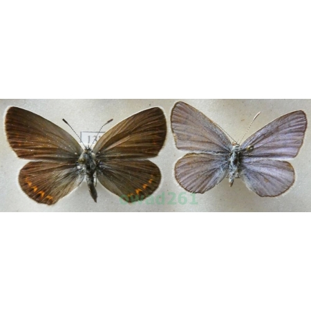 Plebejus argyrognomon (Bergsträsser, 1779) pair Modraszek srebroplamek Czech13l